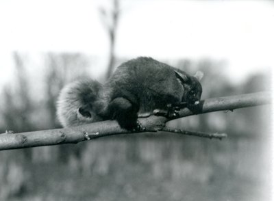 Un Phalanger volant sur une branche au zoo de Londres, février 1922 - Frederick William Bond